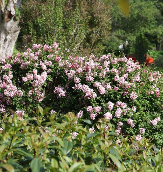 Bloomerang<sup>®</sup> Ballet 