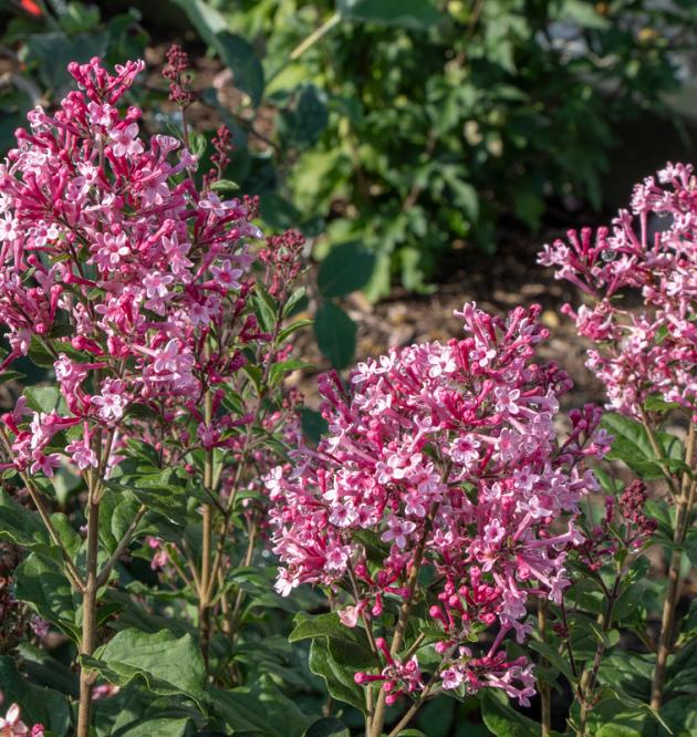 Bloomerang<sup>®</sup> Ballet 
